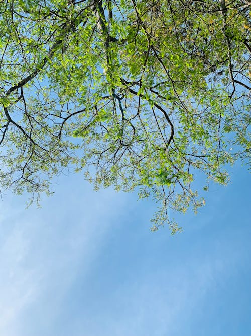 Základová fotografie zdarma na téma čisté nebe, jaro, koruna stromu