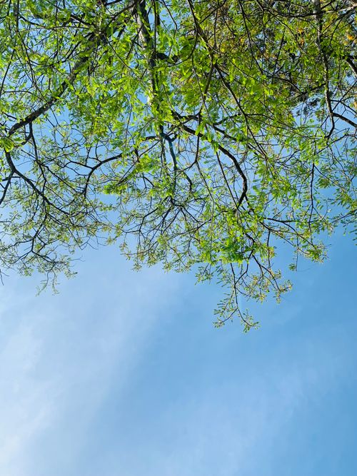 Free Vibrant green tree branches against a serene clear blue sky, perfect for nature lovers. Stock Photo