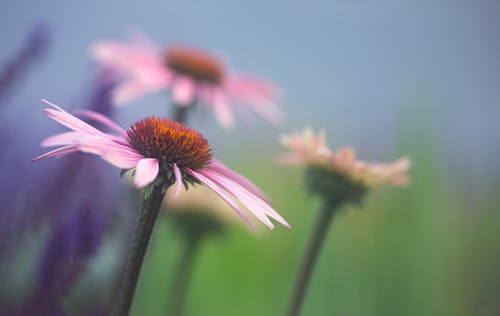 Gratis arkivbilde med blomster