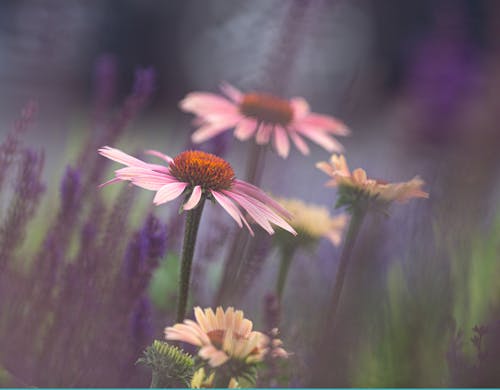 Foto profissional grátis de flores