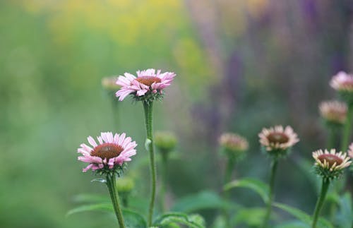 The flowers