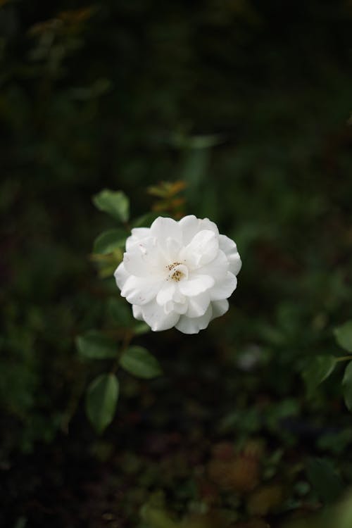 Immagine gratuita di bianco, camelia, fiore