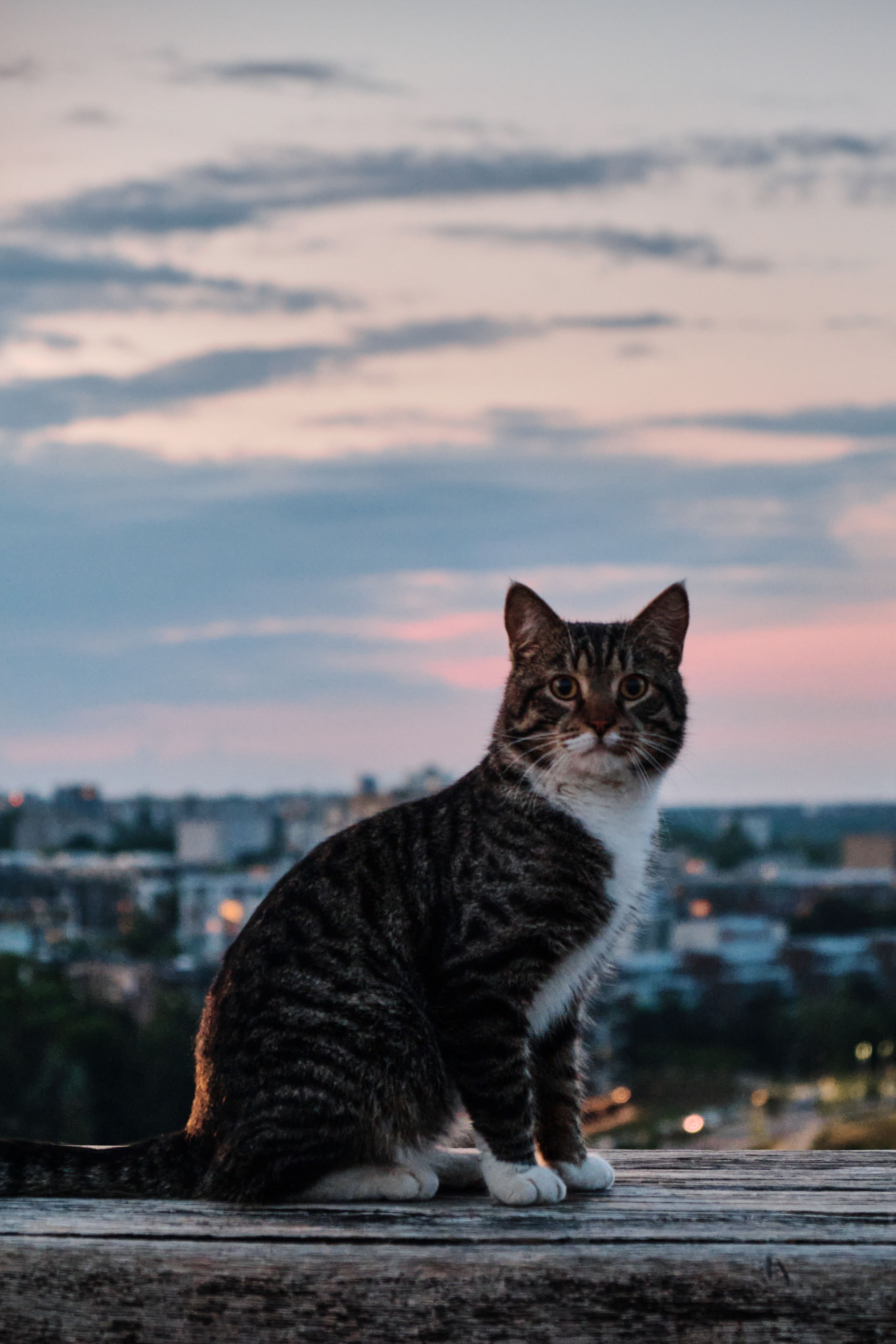 Tabby Cat Sitting on Ledge Overlooking City · Free Stock Photo