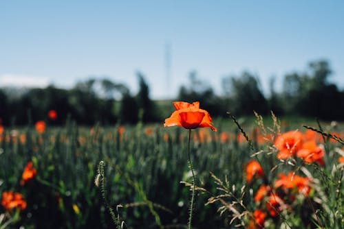 Fotobanka s bezplatnými fotkami na tému červené kvety, hracie pole, leto