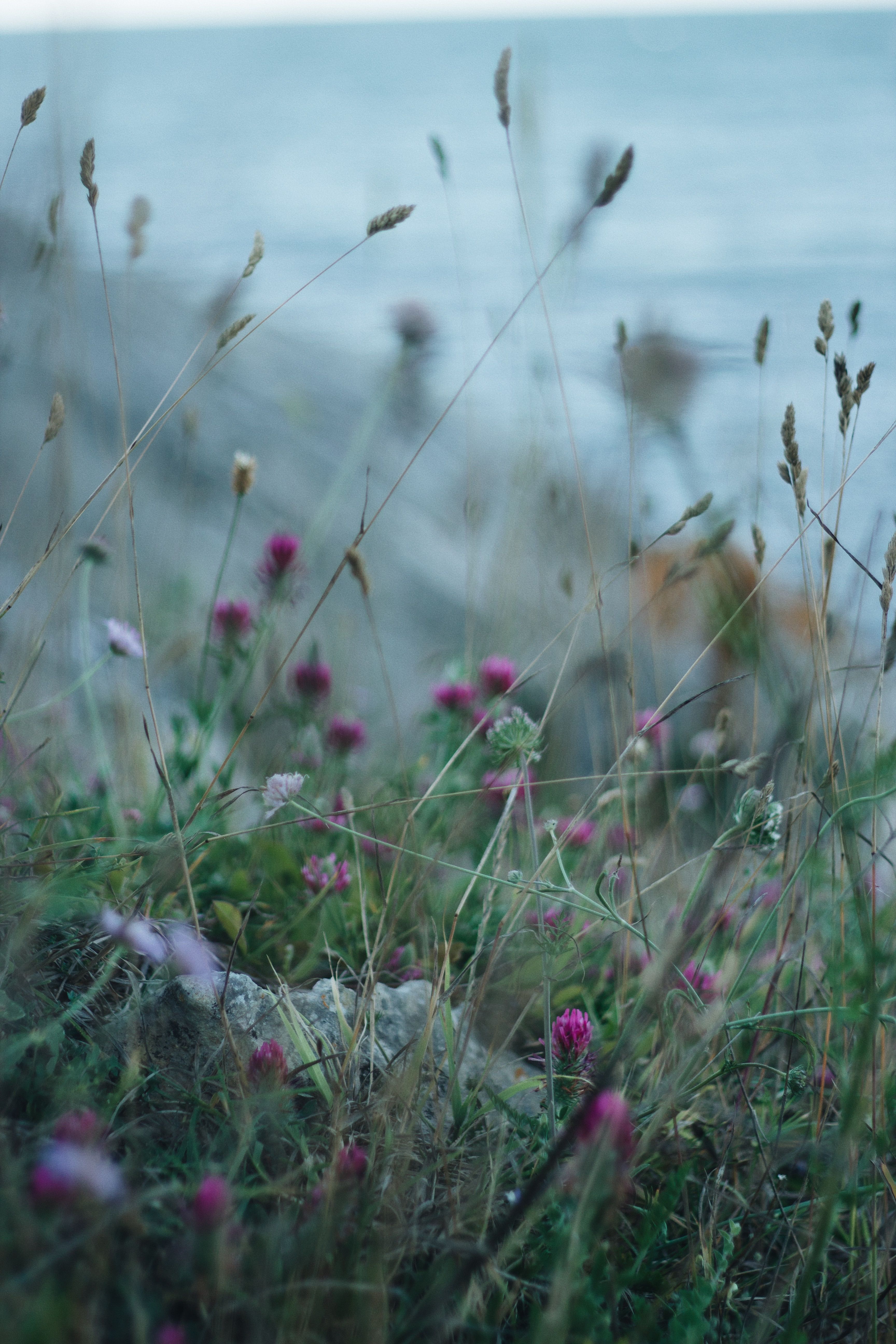 Meadow