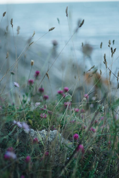 Grass and Wildflowers in the Meadow