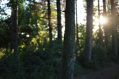Free Captivating view of sunlit forest trees in the tranquil early morning light. Stock Photo