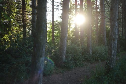 Free Beautiful forest scene with sunlight peeking through tall trees, creating a serene atmosphere. Stock Photo
