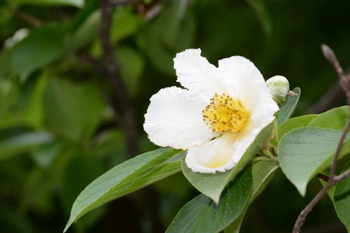 Close up of White Flower