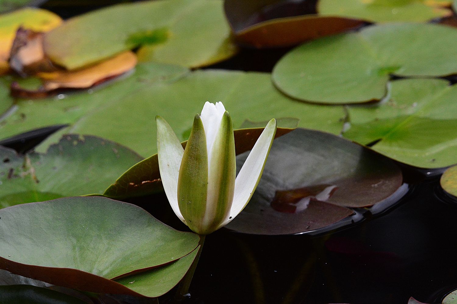 Lily Opening Photos, Download The BEST Free Lily Opening Stock Photos ...