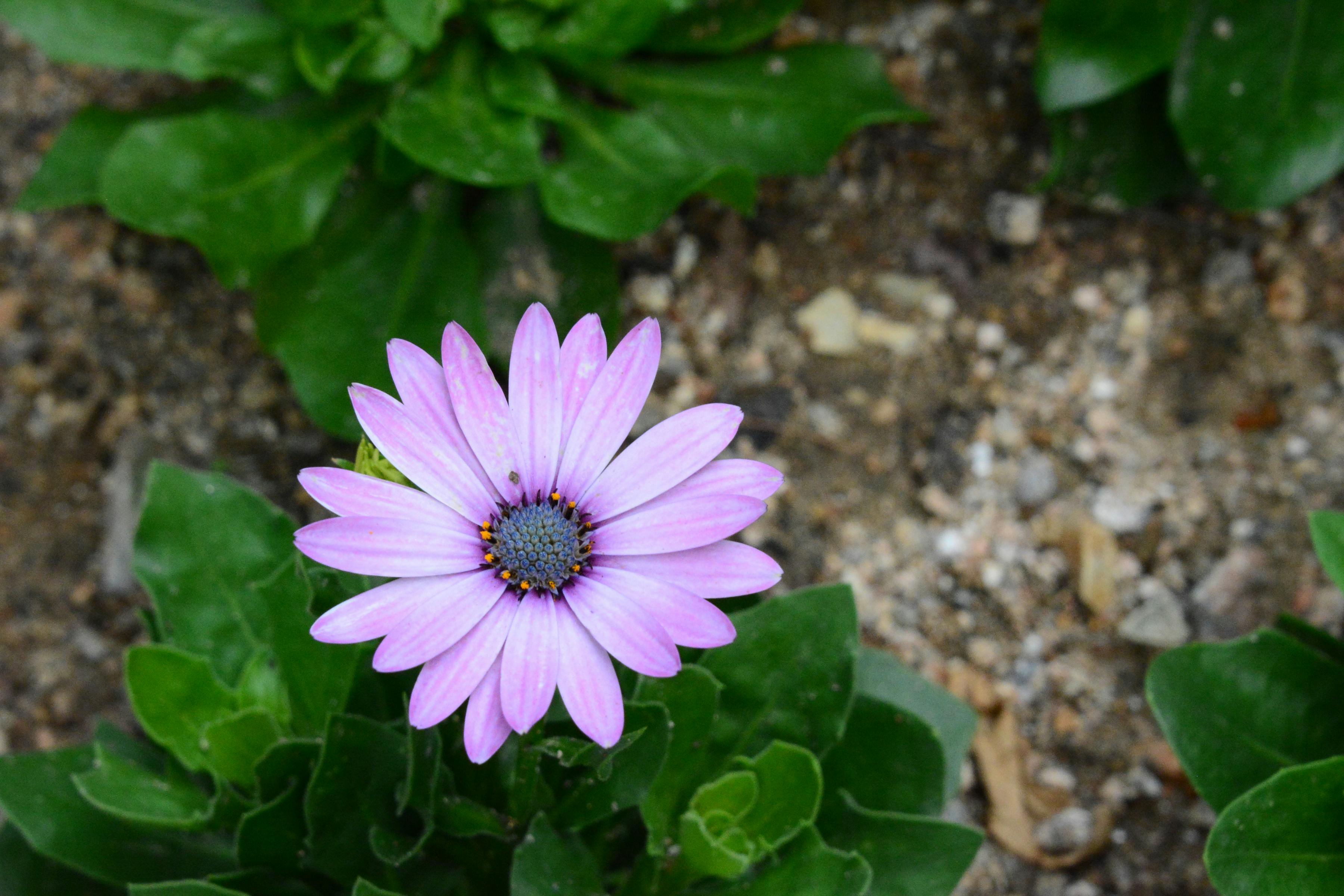 Close-up of a vibrant African daisy (Dimorphotheca ecklonis) in a spring garden setting.