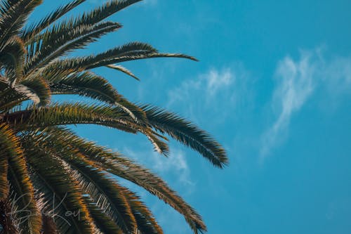 Free stock photo of blue sky, clear sky, cloud