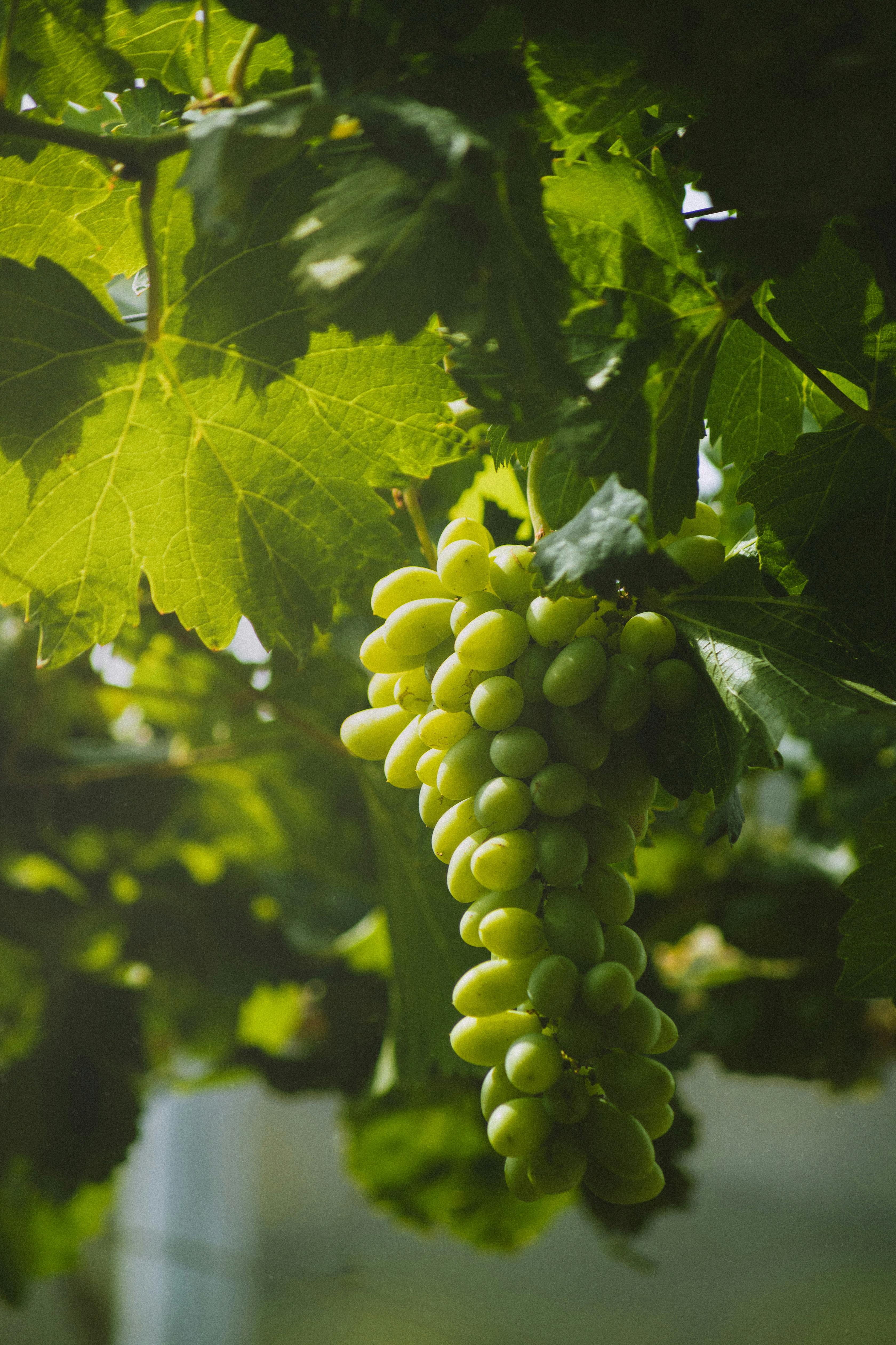 A bunch of ripe green grapes hanging from the vine in natural sunlight.