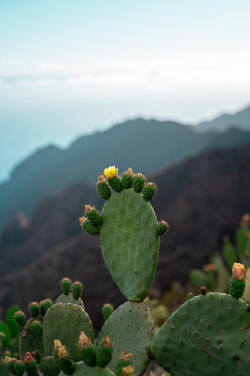 Gratis lagerfoto af bjerge, blomstring, kaktusser