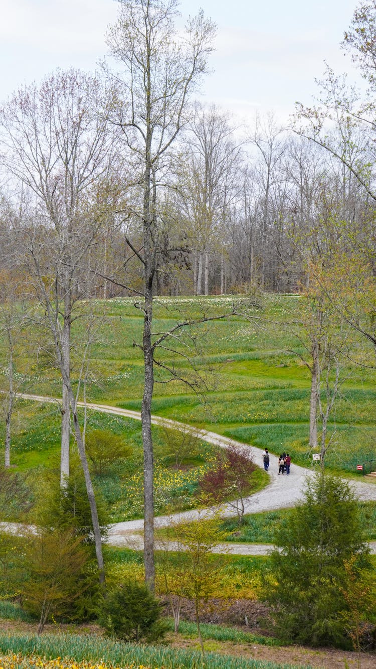 View Of A Green Hill And Trees