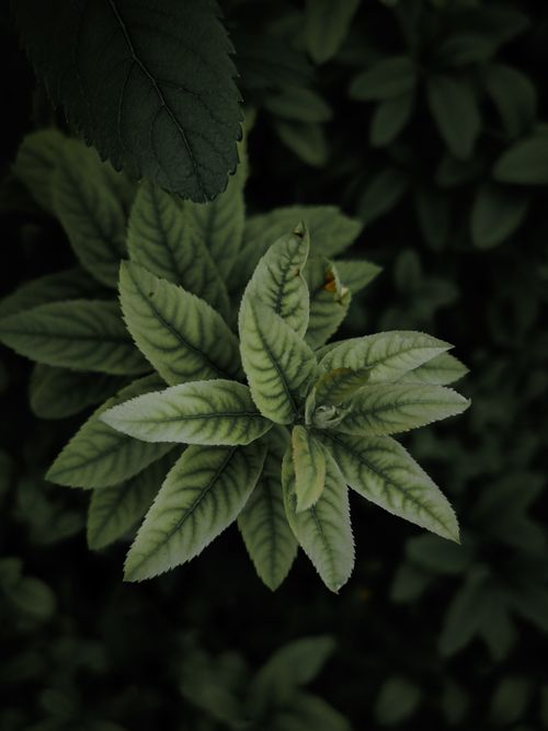 Free Detailed macro shot of vibrant green leaves in outdoor foliage. Stock Photo