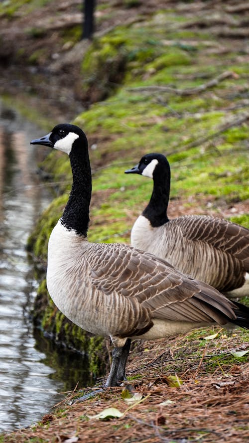 Darmowe zdjęcie z galerii z branta canadensis, fotografia przyrodnicza, fotografia zwierzęcia