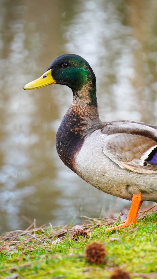 Close-up of a Male Mallard by the Water