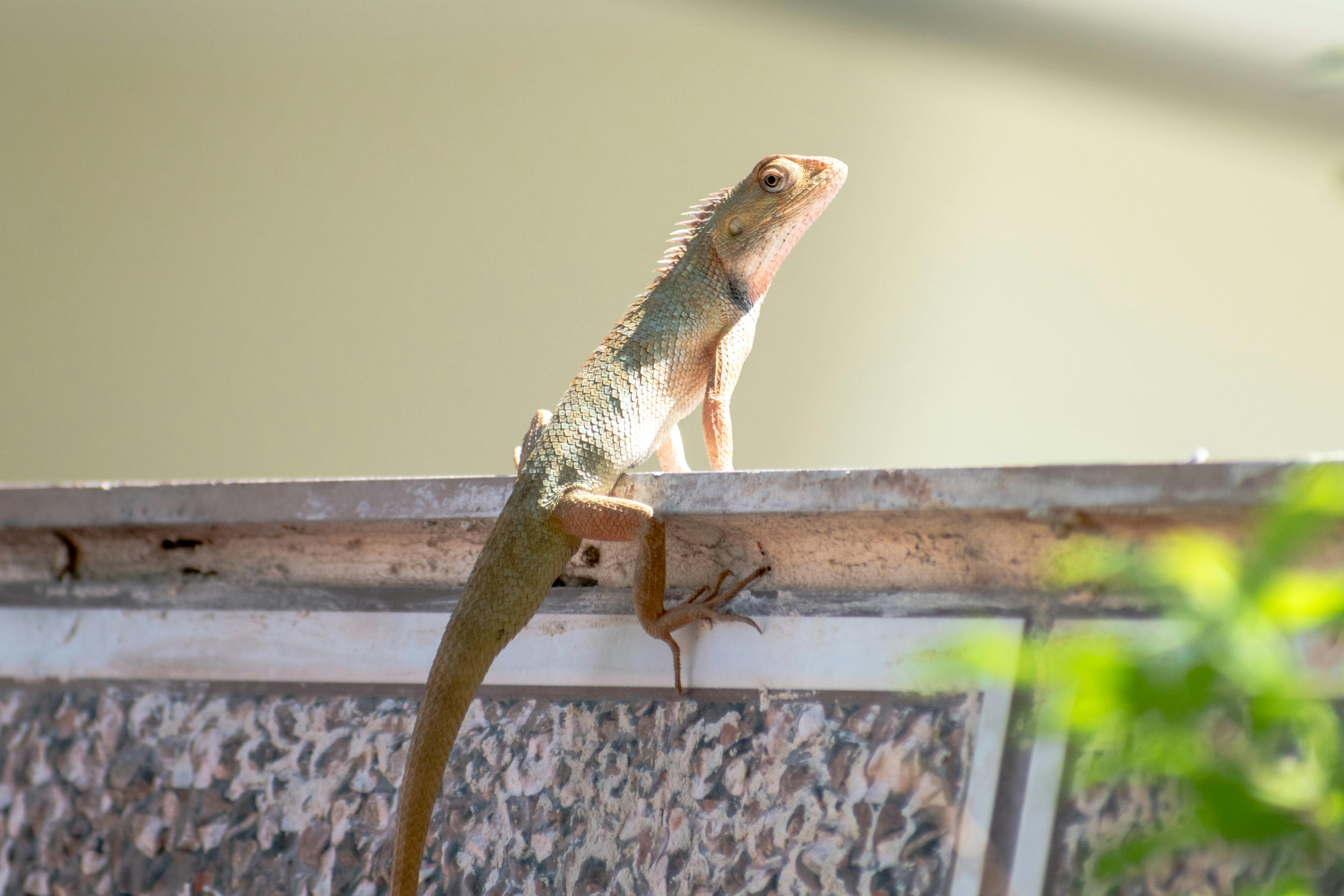 Domestic Lizard Photos, Download The BEST Free Domestic Lizard Stock ...