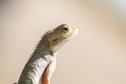 Foto d'estoc gratuïta de camaleó, exòtic, fotografia d'animals