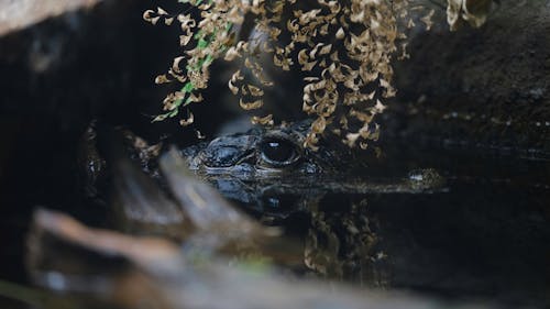 Close-up of an Alligator Hiding in the Swamp 