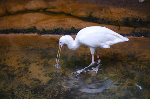 Foto profissional grátis de água, ave, caçando