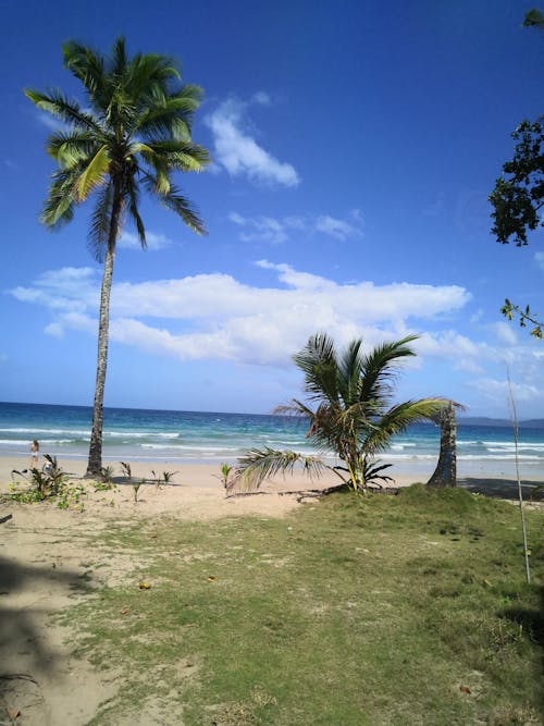 Free stock photo of ocean shore, palawan, palm trees