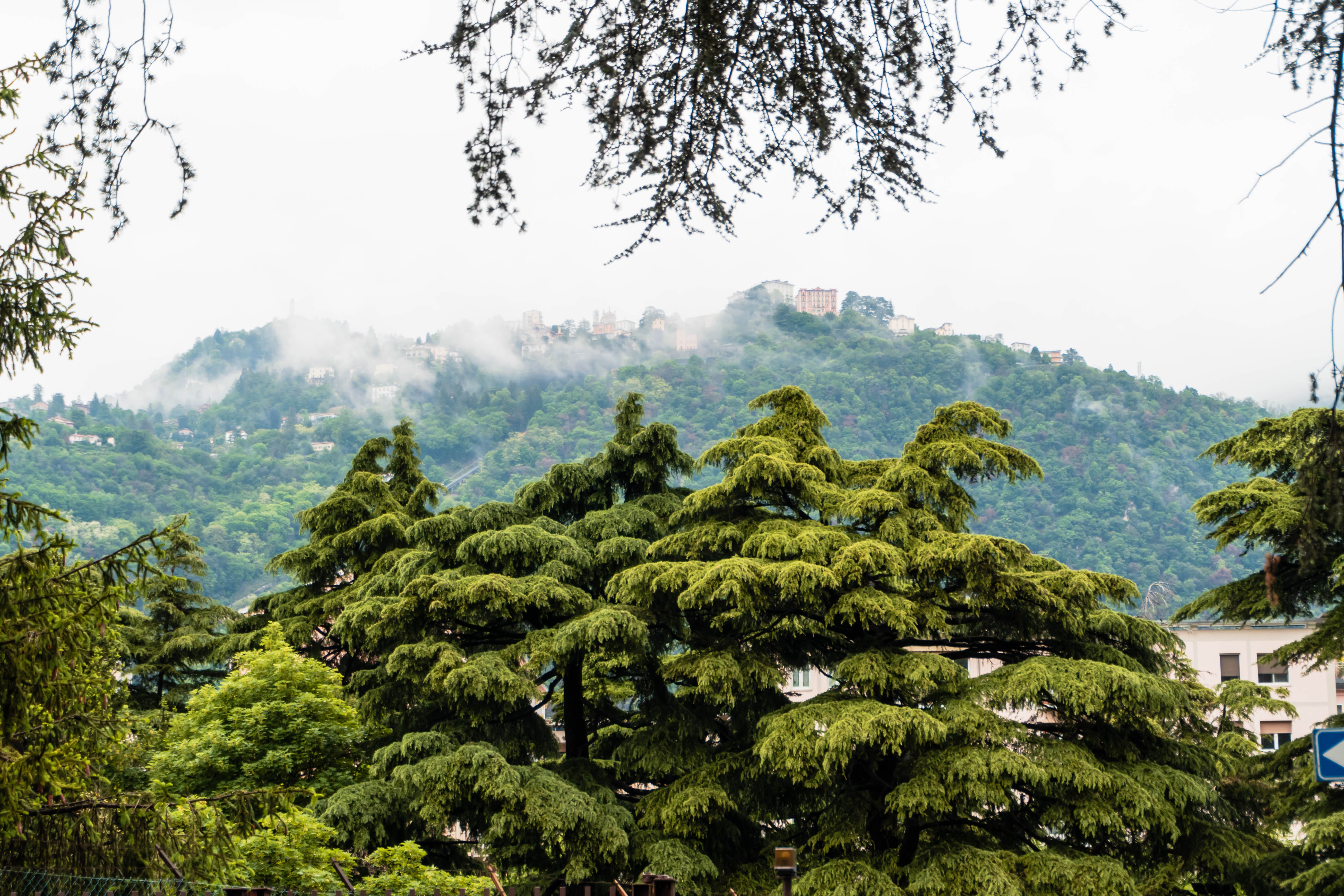 Lush evergreen forest under misty mountains, offering a tranquil natural scenery.