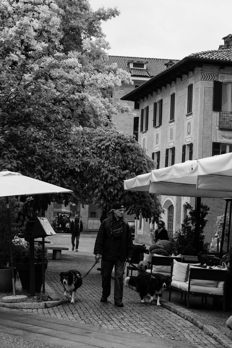 Man Walking Two Dogs On The Street 