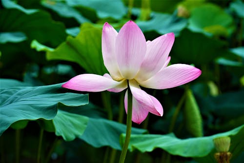 Close-up of a Pink Lotus 