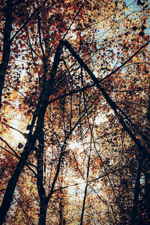 免费 棕叶树在森林里的照片 素材图片