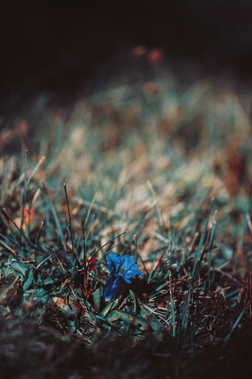 緑の草の上の青い花