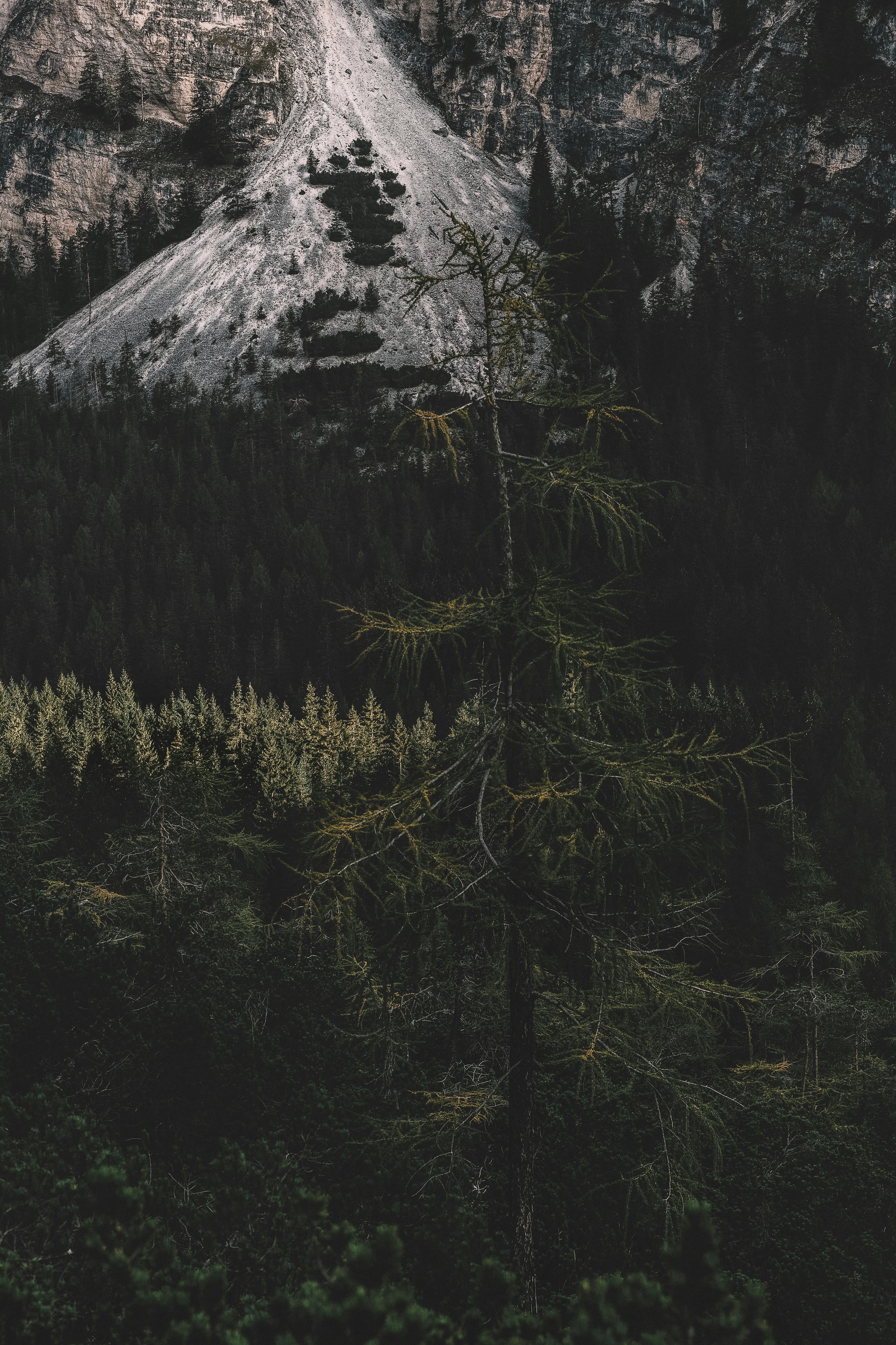 一片绿树成荫的黑暗而神秘的森林，背景是雄伟的山峰