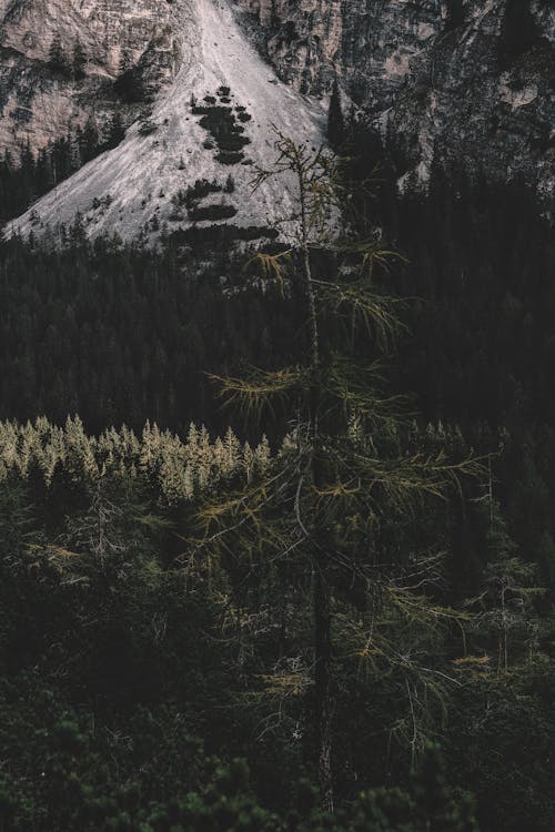 Photo of Pine Trees During Daytime