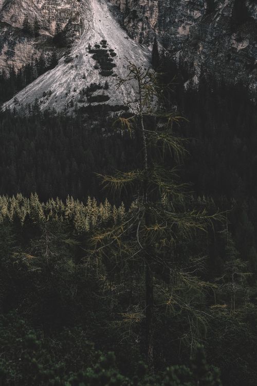 Free A dark and mysterious forest with evergreen trees framed by a majestic mountain peak in the background. Stock Photo
