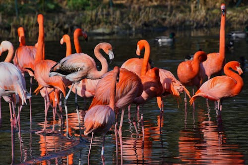 Foto profissional grátis de animais selvagens, ave, bando