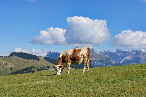 A Cow on a Pasture in Mountains 
