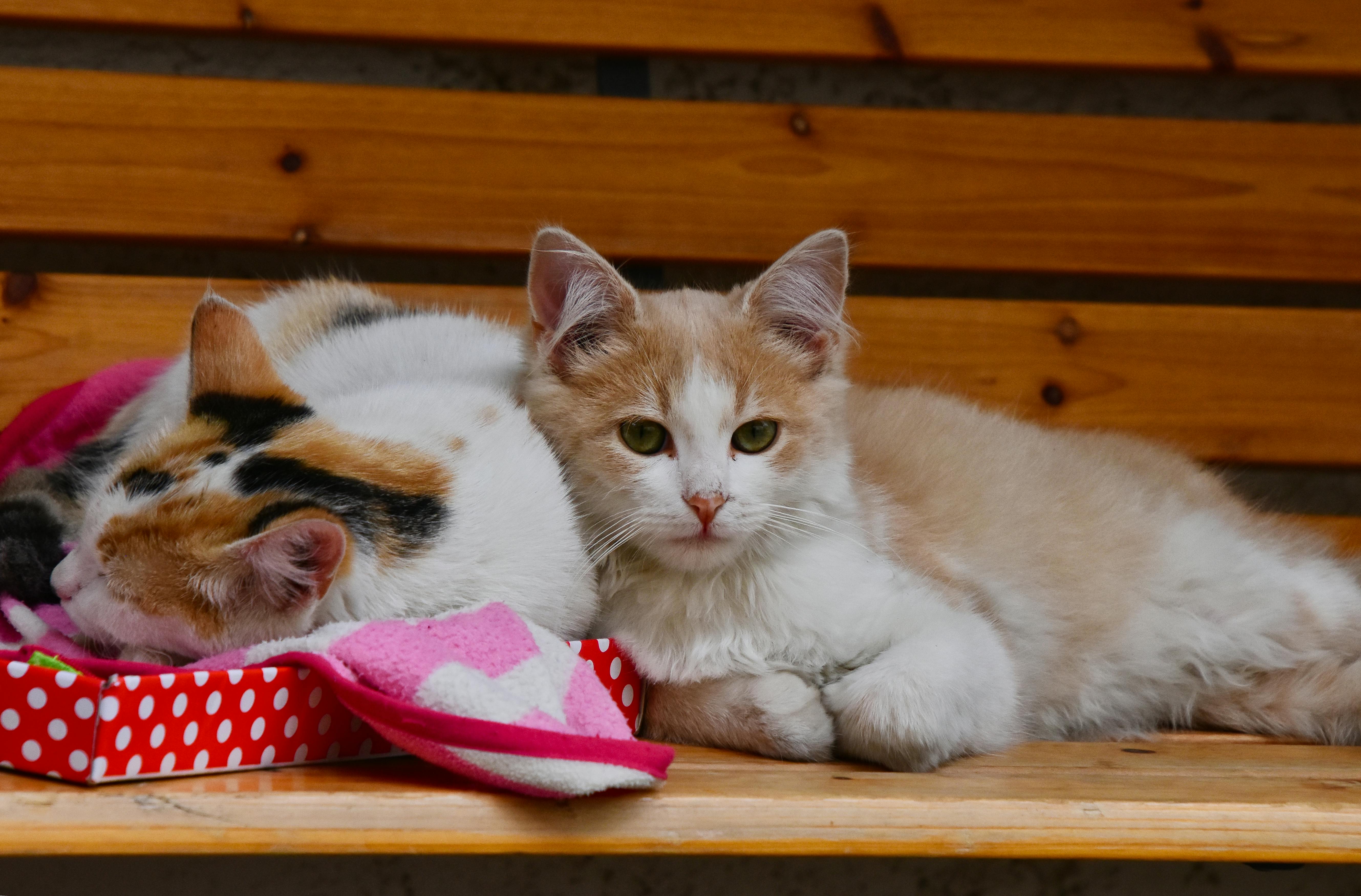 Dos gatos compartiendo espacio tranquilamente