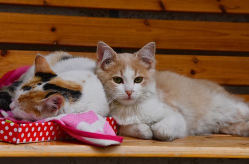 Free Cute kittens sleeping and lounging on a bench, showcasing their adorable companionship. Stock Photo
