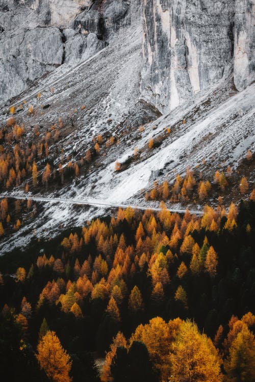 Trees Near Mountain