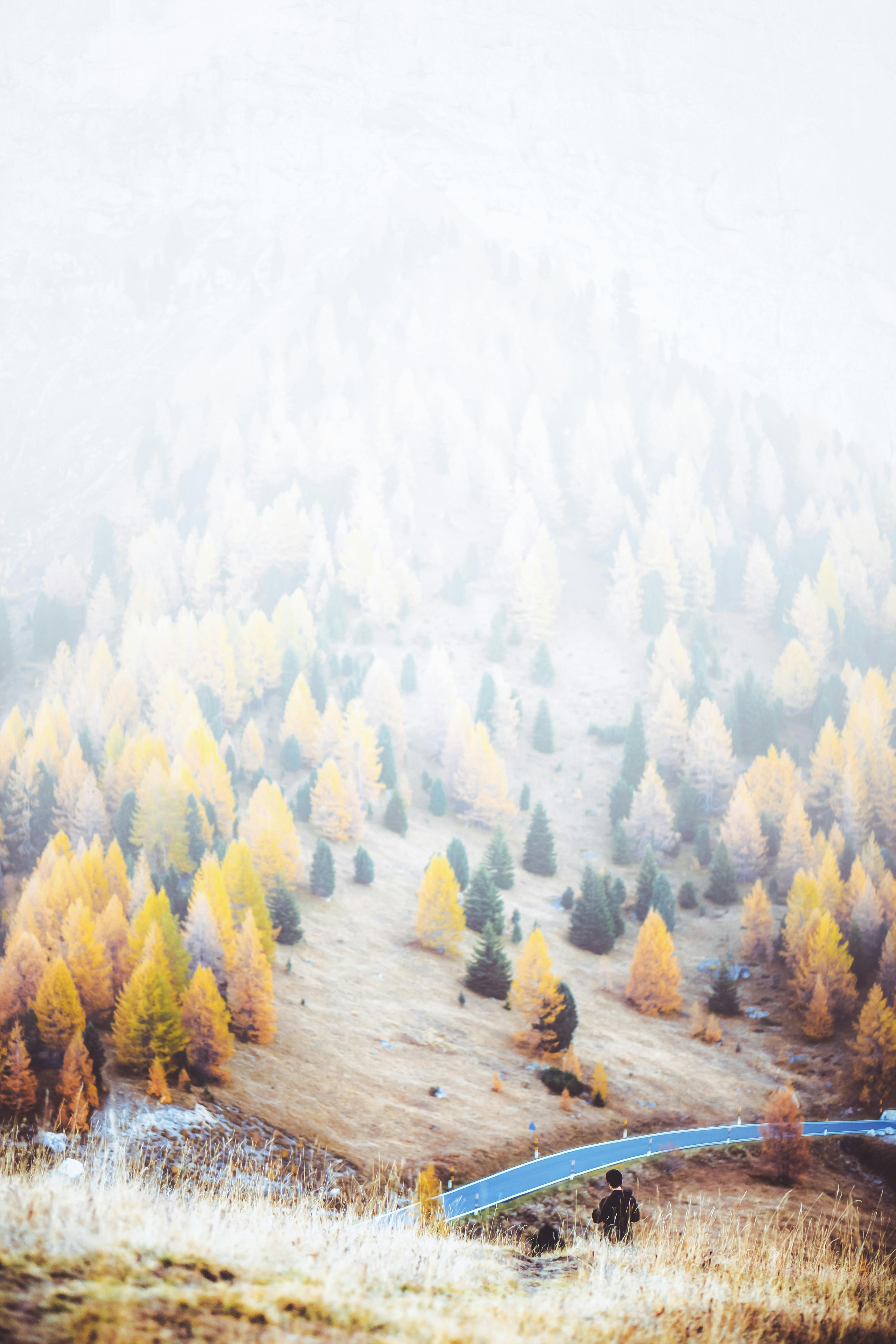 雾气缭绕，树叶繁茂，道路蜿蜒，构成一幅宁静的秋季景观