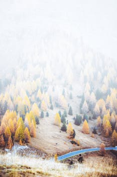 雾气缭绕，树叶繁茂，道路蜿蜒，构成一幅宁静的秋季景观