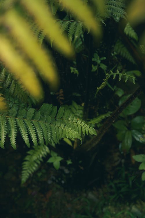 나뭇잎, 성장, 셀렉티브 포커스의 무료 스톡 사진
