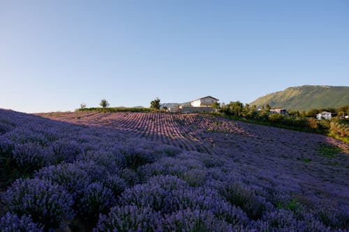 Hilly Rural Landscape with a Lavender Field and Farm at Sunset