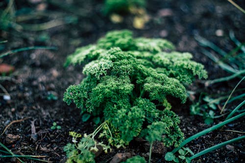 bahçe bakımı, bitki, bitki yetiştirme içeren Ücretsiz stok fotoğraf