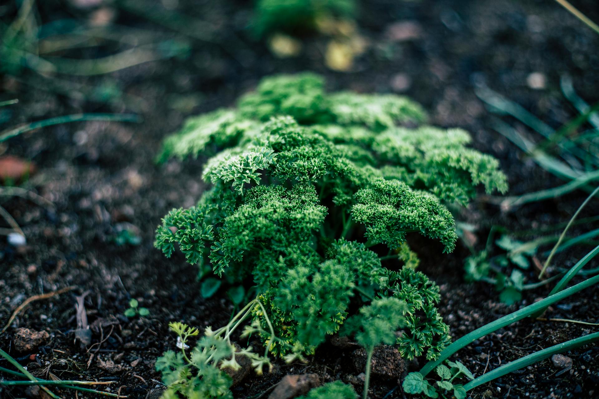 Free stock photo of agriculture, aromatic herb, backyard garden