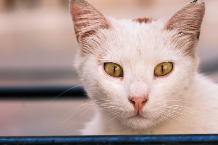 Head Of White Cat