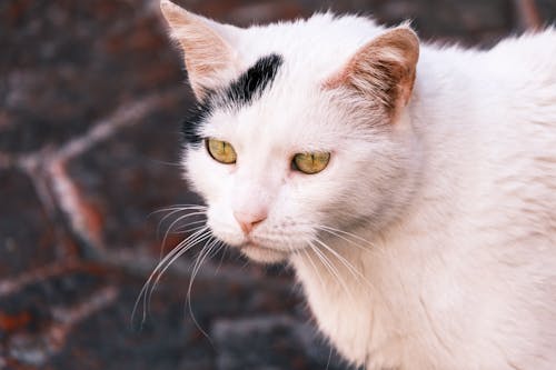 White Cat Head