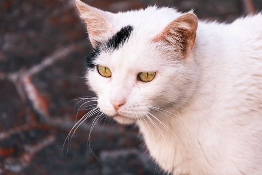 Detailed close-up of a white cat with distinctive black marking on head against a blurred background.