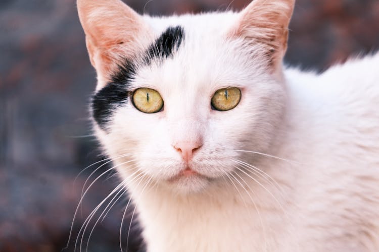 Head Of White Cat